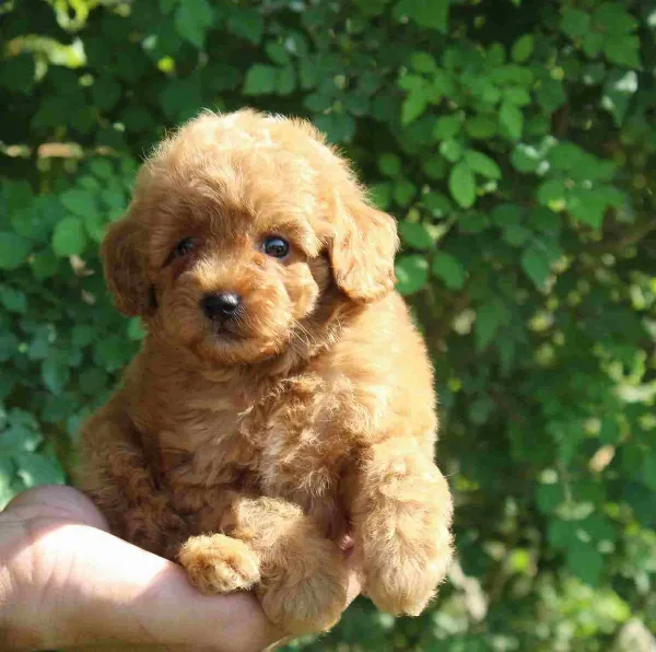 Poodle Coco