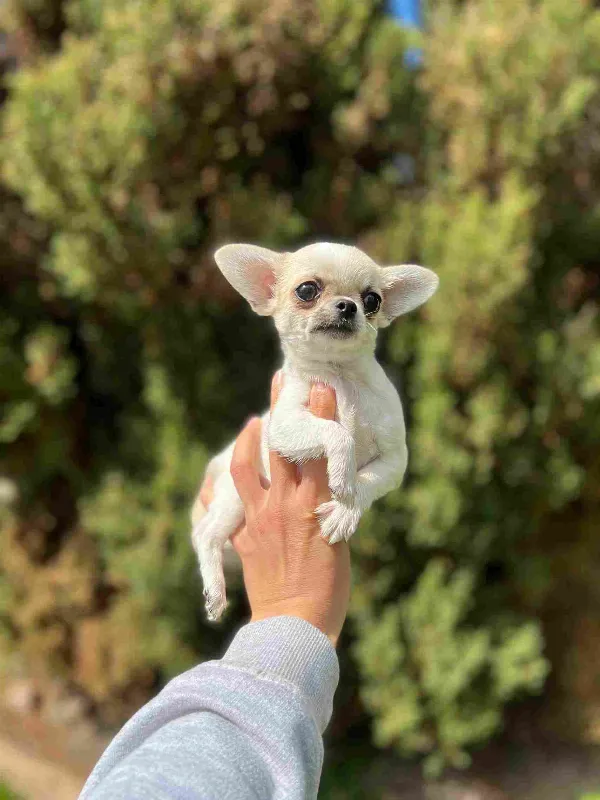 Chihuahua Mac