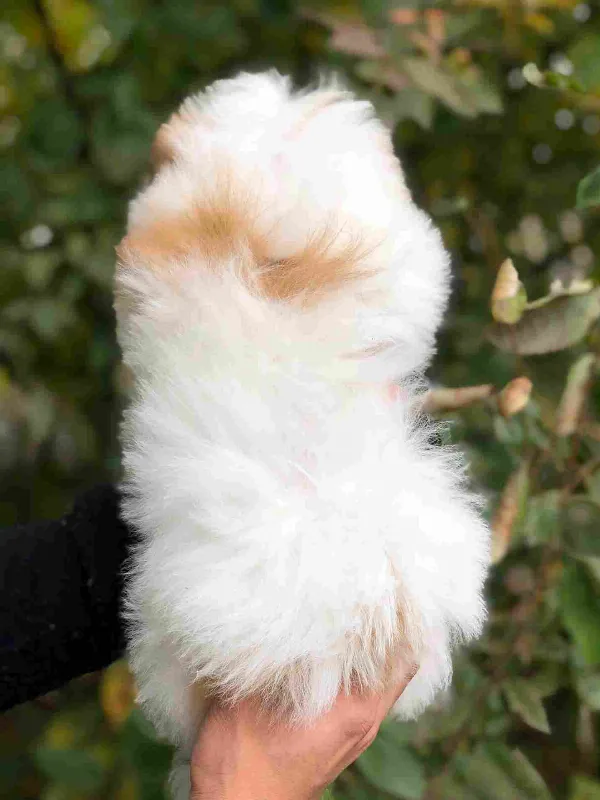 Shih Tzu Jack