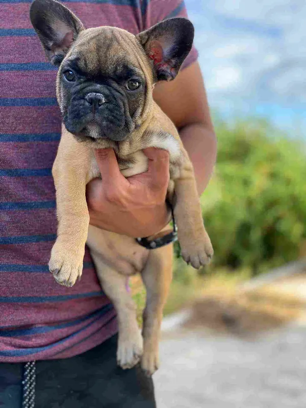 French Bulldog Copper