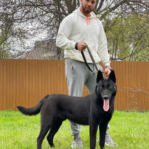 Belgian Malinois Bruce