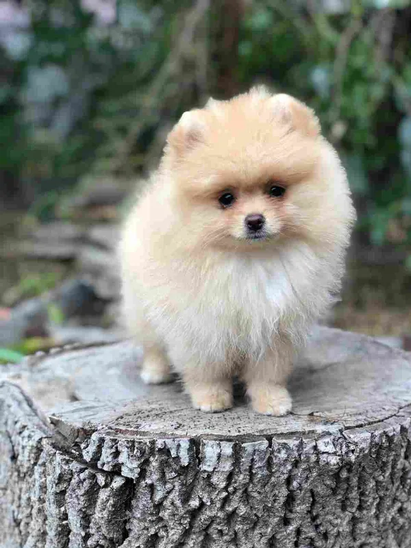 Pomeranian Lola