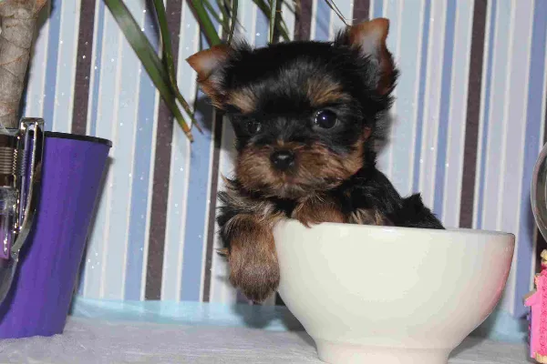 Yorkshire Terrier Raven