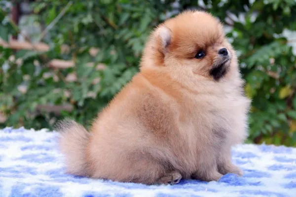 Pomeranian Lucky