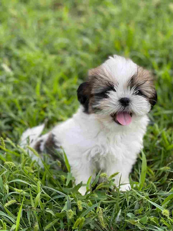 Meet Cookie