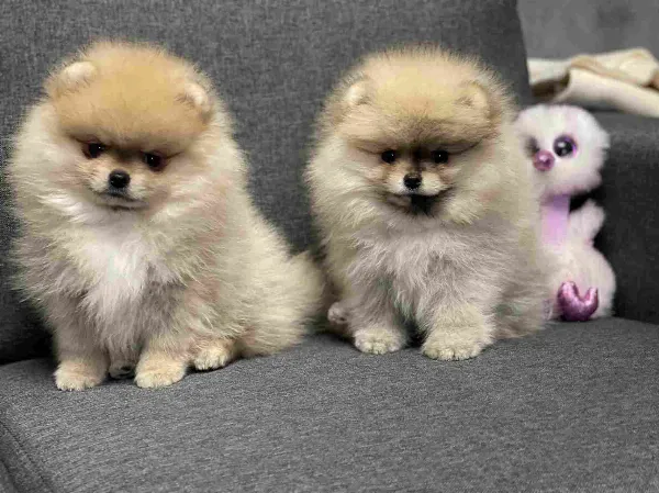 Pomeranian Izzy
