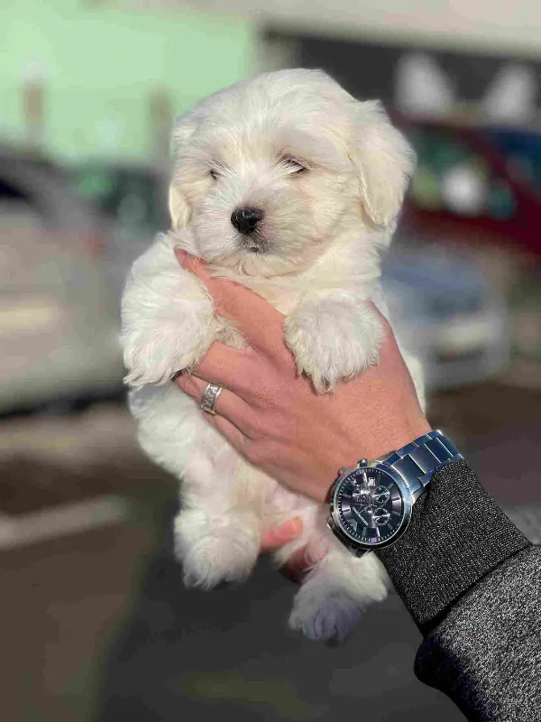 Maltese Odin