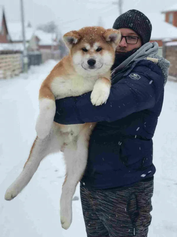 Japanese Akita / Akita Inu. Cooper
