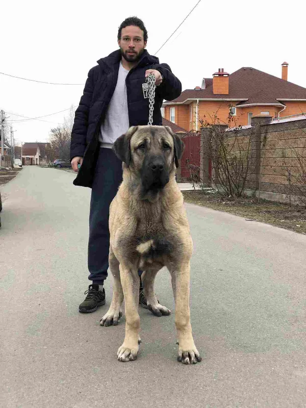 Kangal Shepherd Dog / Turkish Kangal Bo