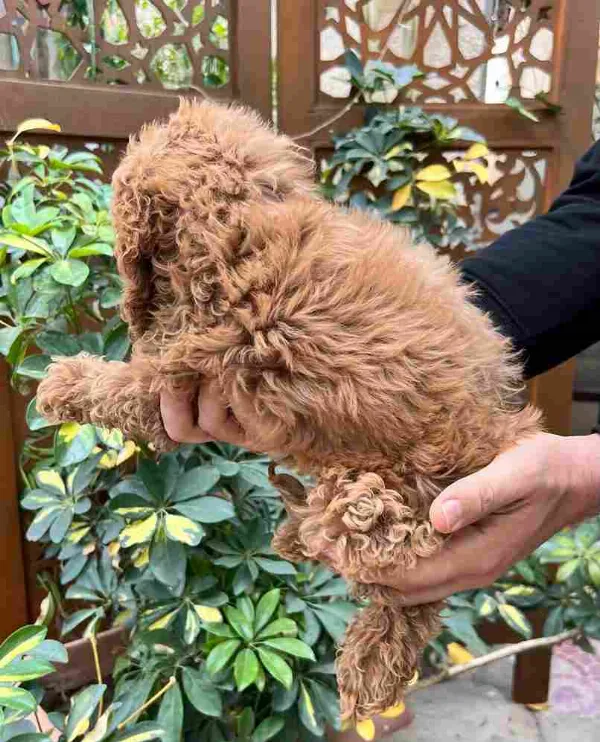 Meet Luke