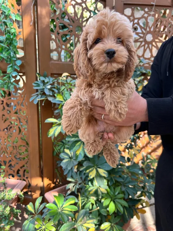 Poodle Lady