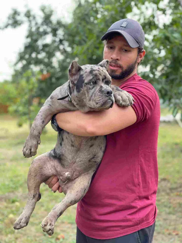 American Bully Rocky