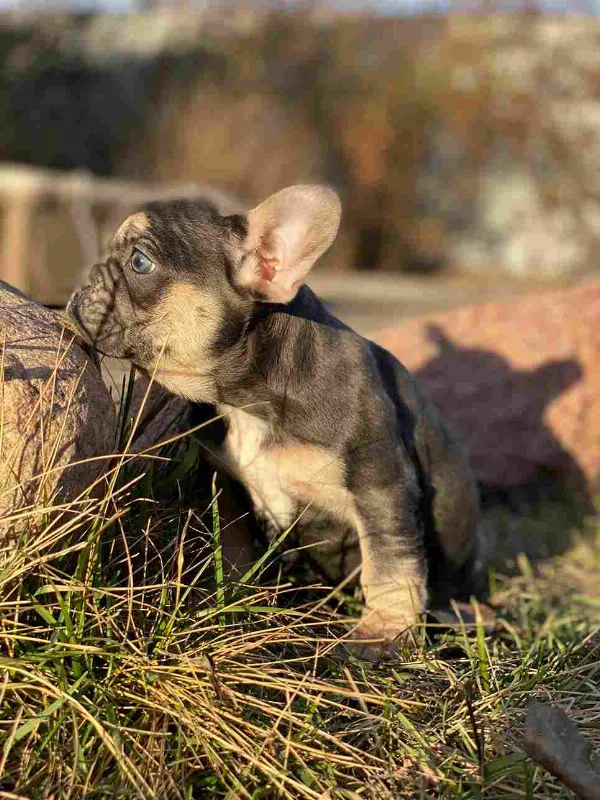 French Bulldog Koda