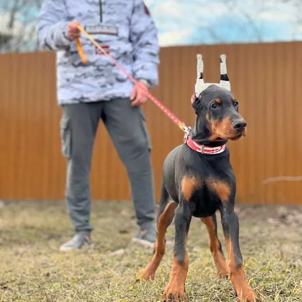 Meet Mix