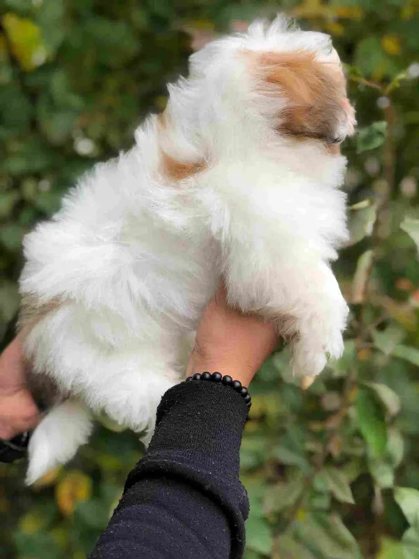 Shih Tzu Jack