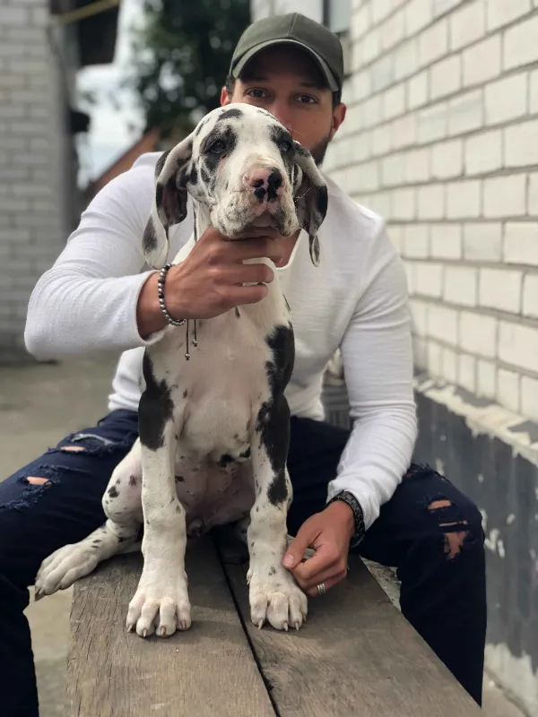 Great Dane Lilo