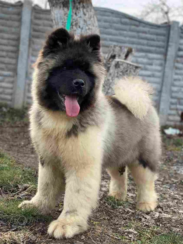American Akita Oscar