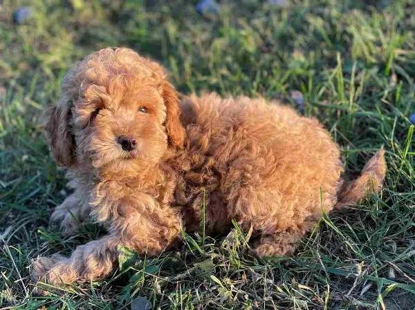 Poodle Max