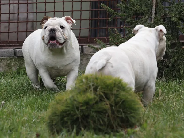 English Bulldog Dolly