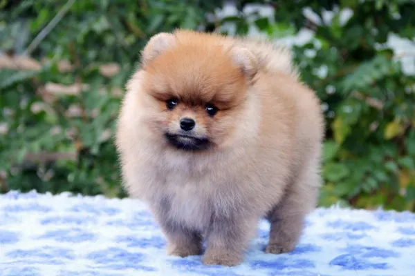 Pomeranian Lucky