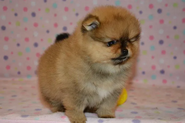 Pomeranian Buck