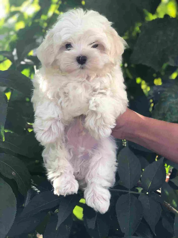 Maltese Chance