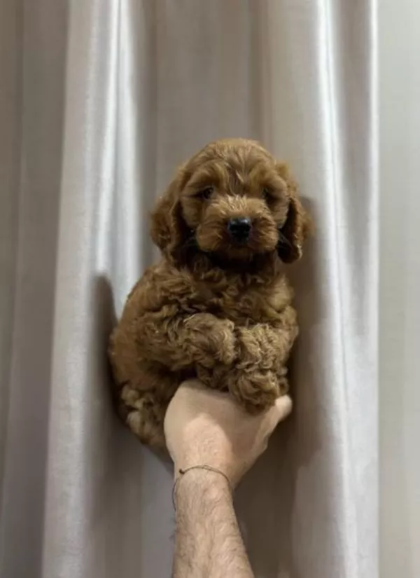 Poodle Winston