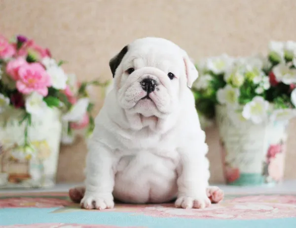 English Bulldog NELLIE