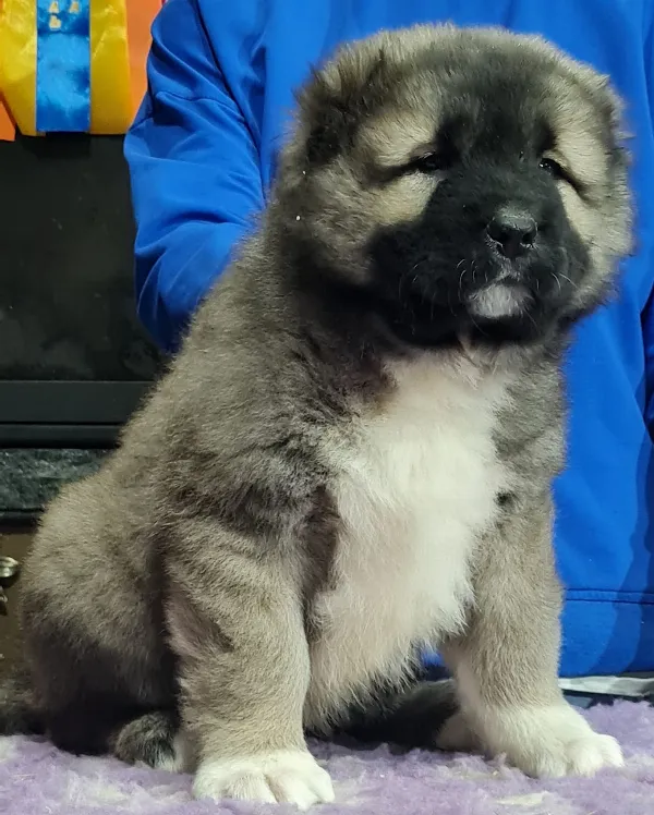 Meet MOMO