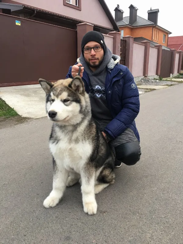 Alaskan Malamute Jax