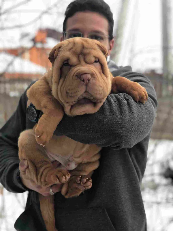Shar-Pei Loki