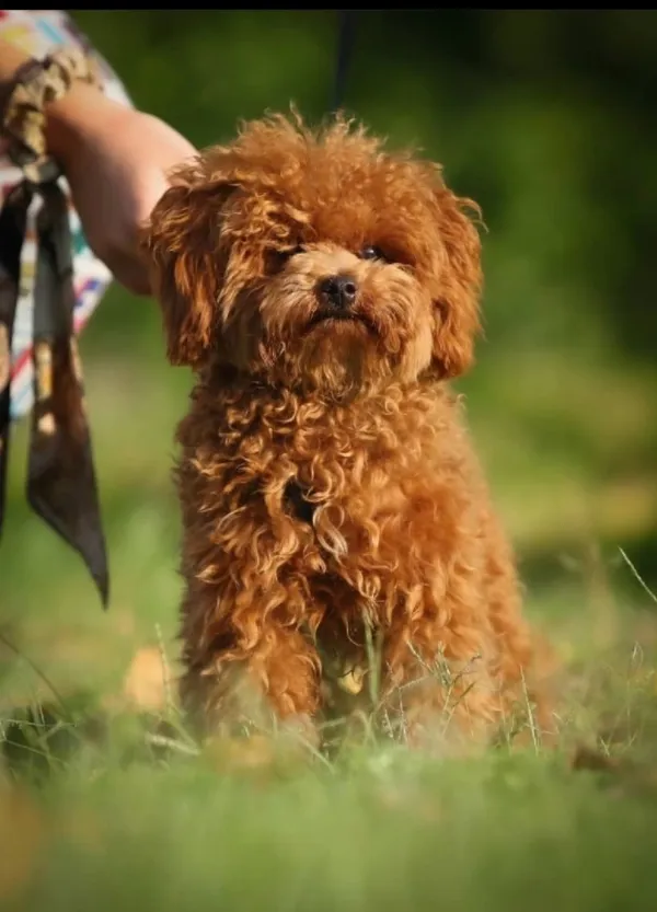 Poodle Teddy