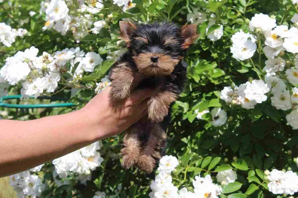 Yorkshire Terrier Sasha