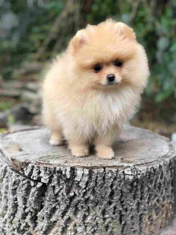 Pomeranian Lola