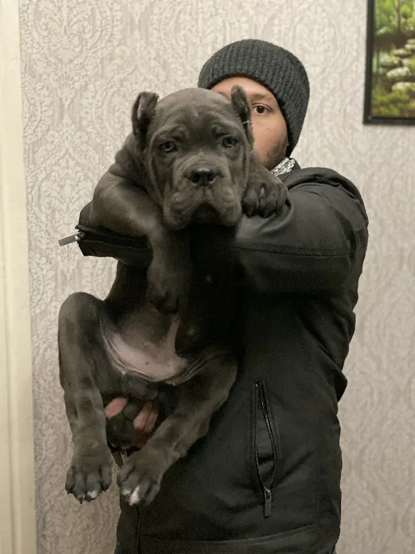 Meet Baxter