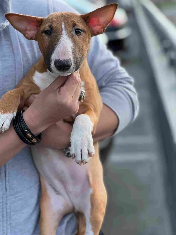 Meet Moose