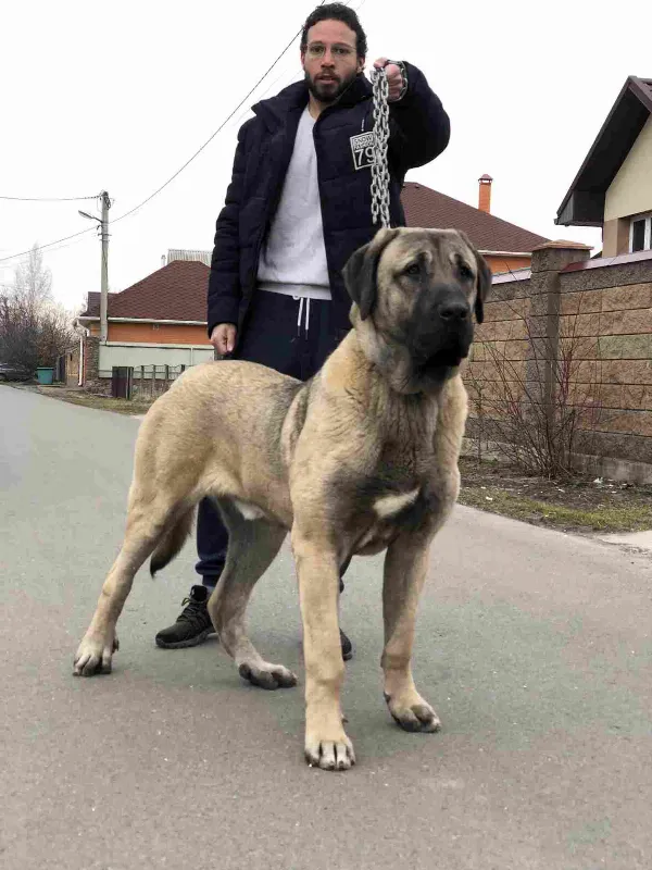 Kangal Shepherd Dog / Turkish Kangal Bo
