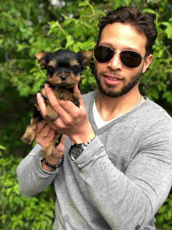 Yorkshire Terrier Raven