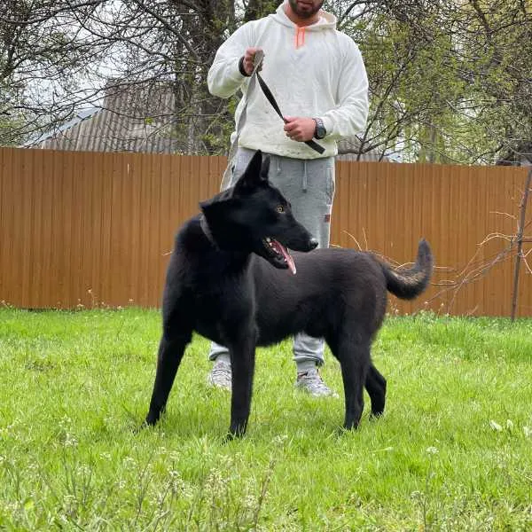 Belgian Malinois Bruce