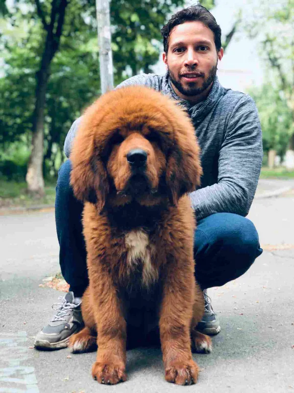 Tibetan Mastiff Duke