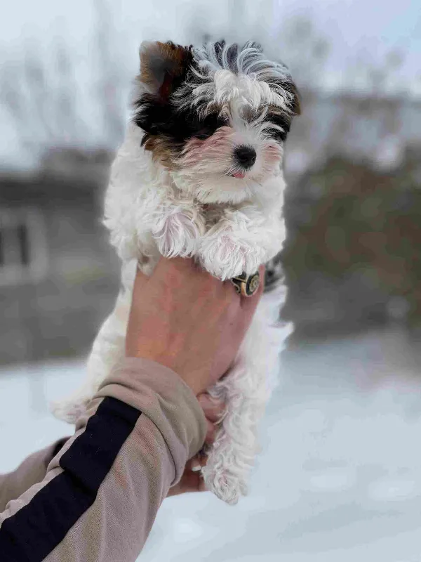 Meet Lily