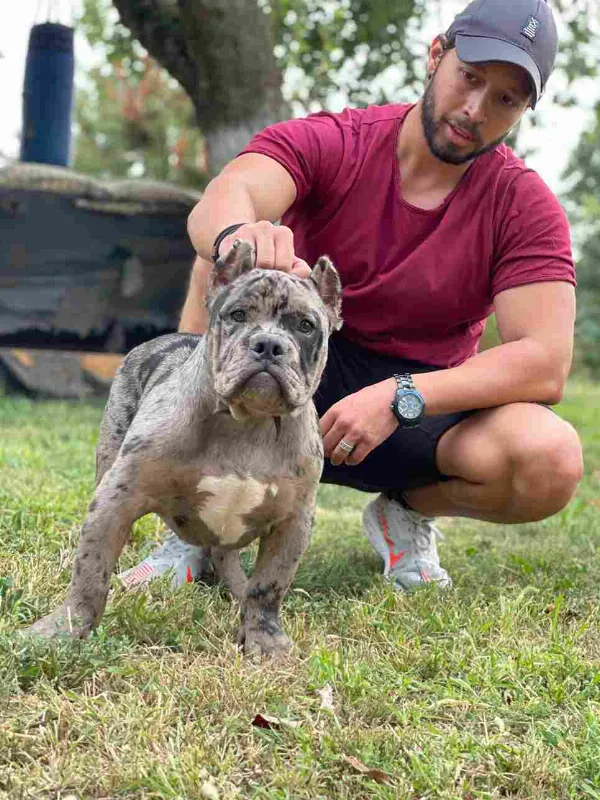 American Bully Rocky