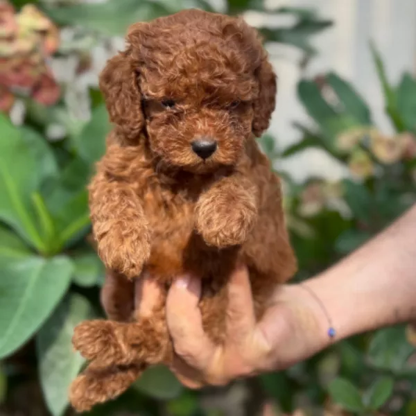 Poodle Alfredo