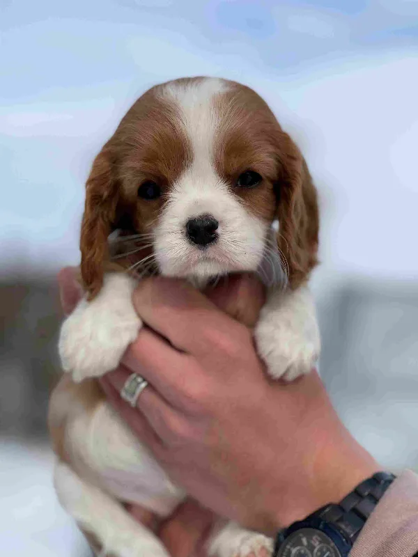 Cavalier King Charles Spaniel Milo