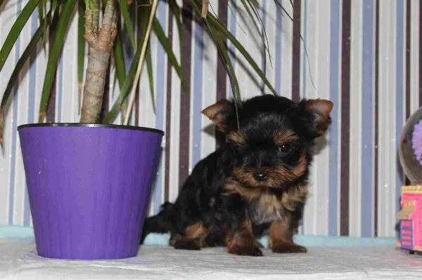Meet Raven