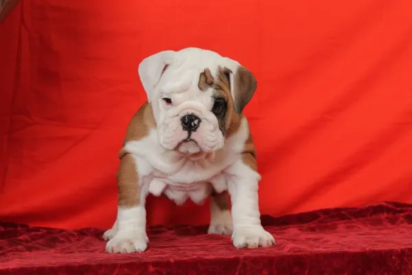 English Bulldog Remy
