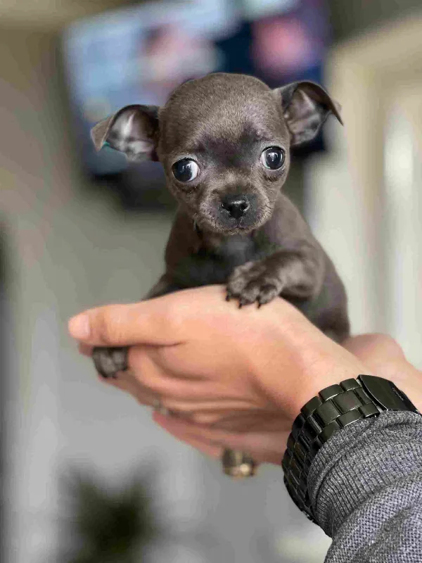 Chihuahua Zeus