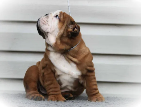 English Bulldog Cosmo