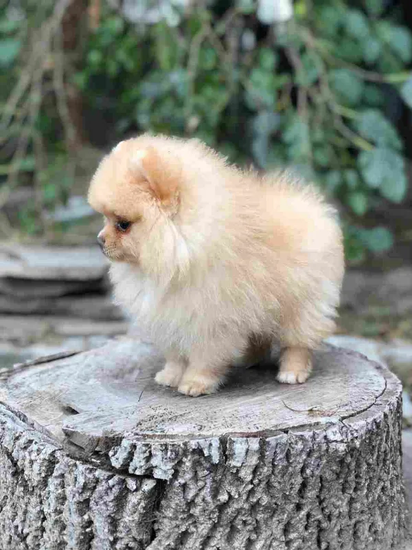 Pomeranian Lola
