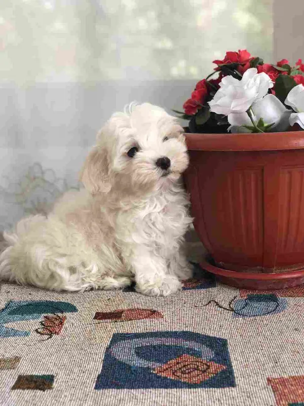 Maltese Chance